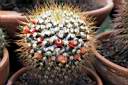 MAMMILLARIA SP.jpg